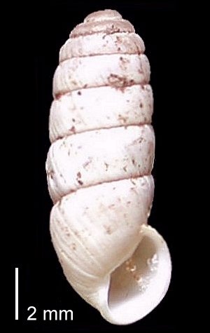 <i>Cylindrus</i> Genus of gastropods