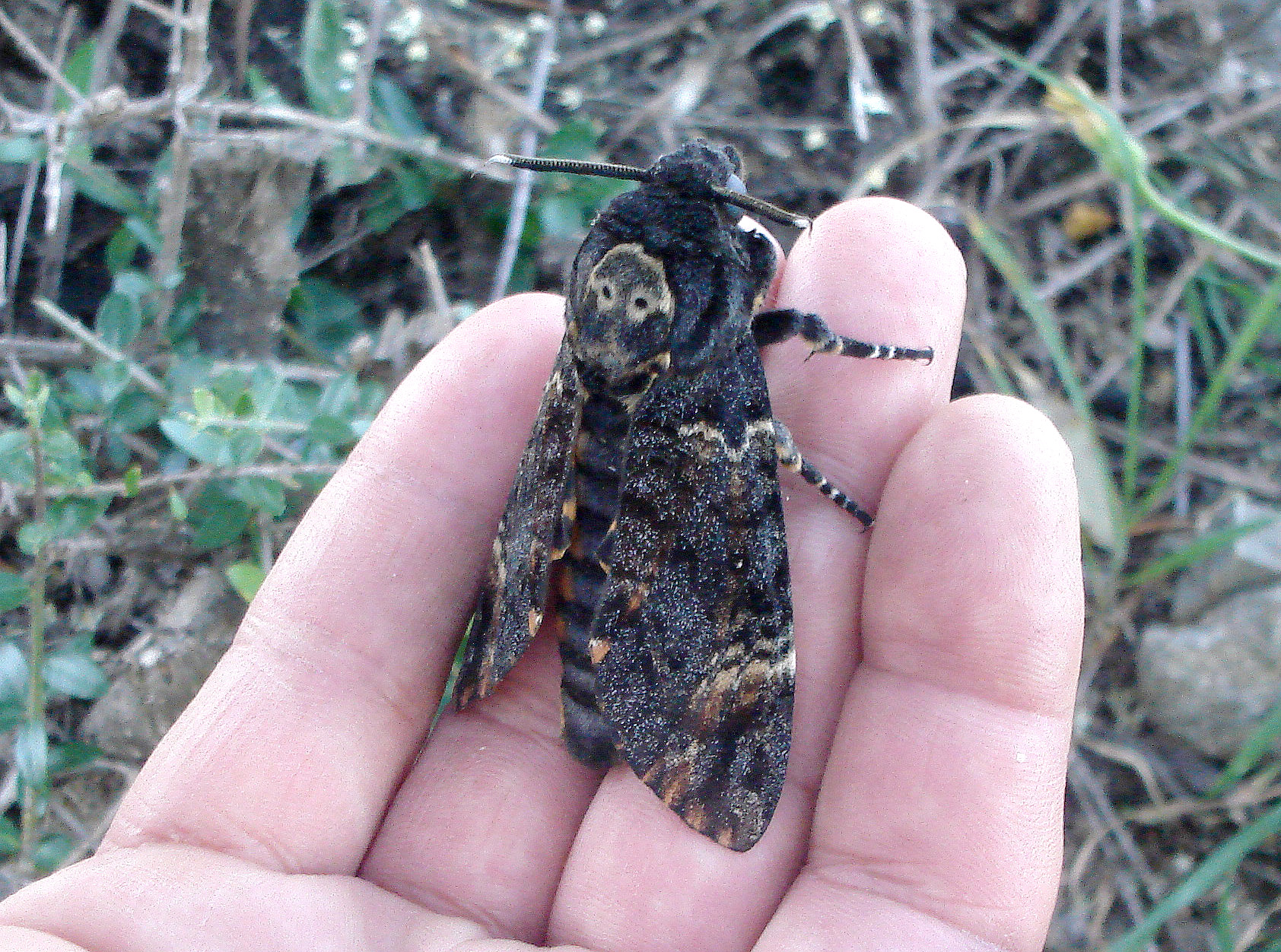 Мертвая голова бабочка где обитает. Головка Hawk. Atropos. Acherontia Atropos: чистка жилья, пространства.