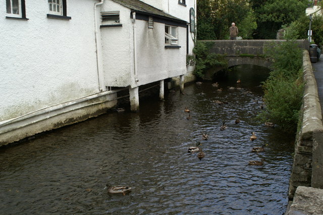 File:Ducks and drakes - geograph.org.uk - 954097.jpg