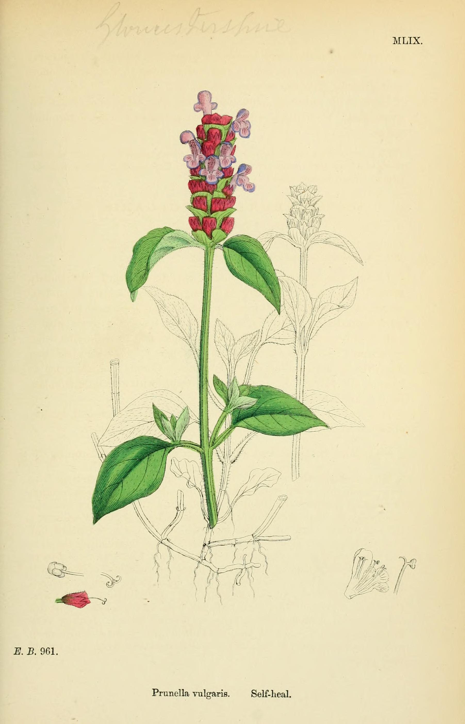 English Botany, or, Coloured Figures of British Plants, with their