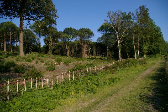 Farningham Coppice - geograph.org.uk - 191170