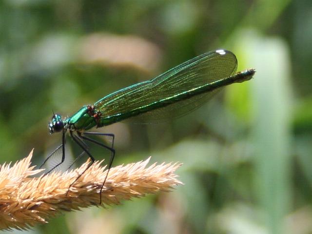 File:Female Banded Demoiselle by the River Wye - geograph.org.uk - 207378.jpg