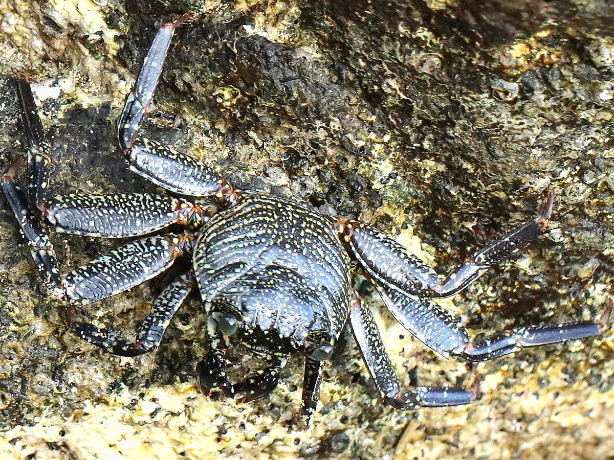 Imran Potato Black Crab (Size 8)