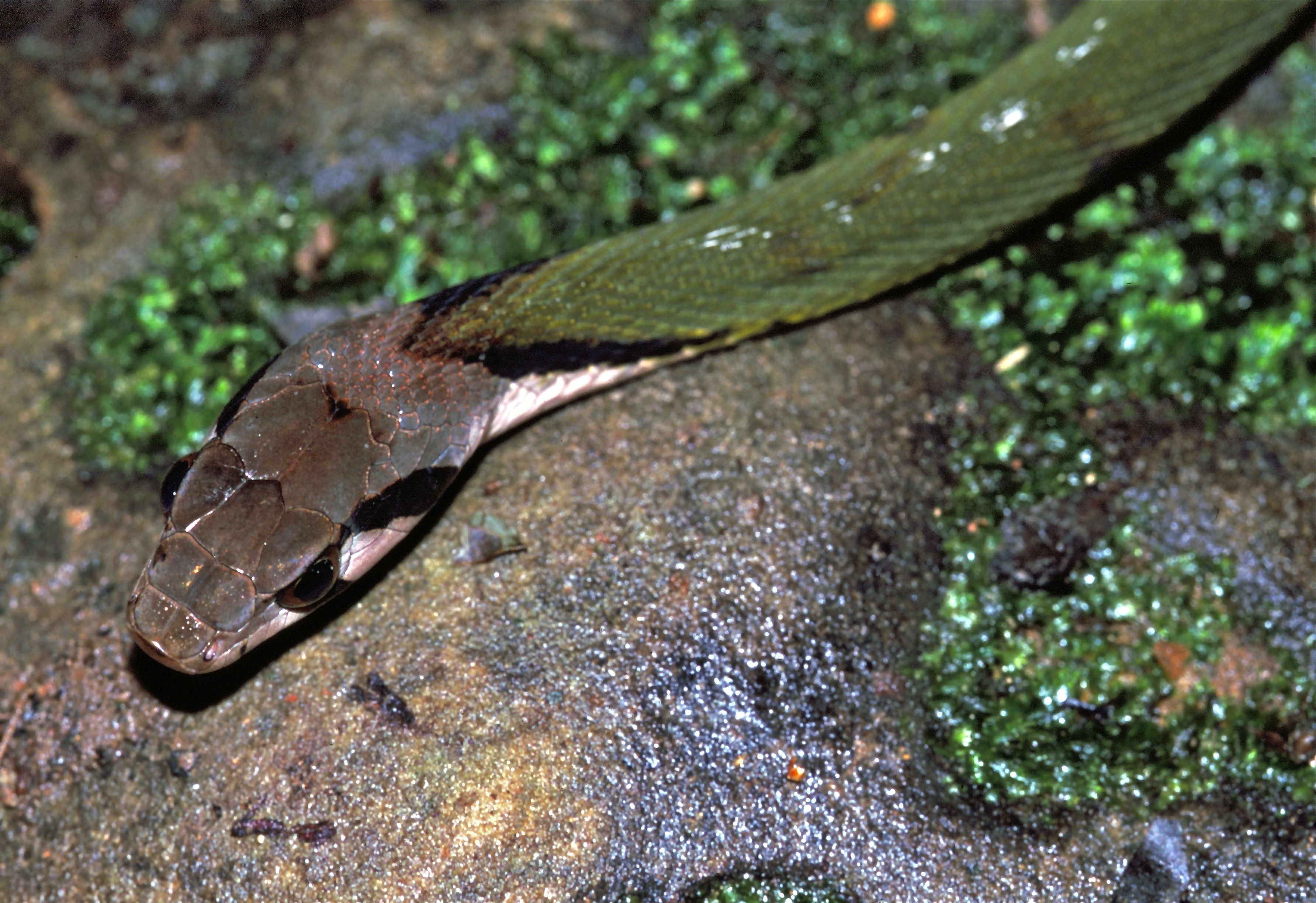 Green Keelback (Rhabdophis nigrocinctus) (7808142248).jpg