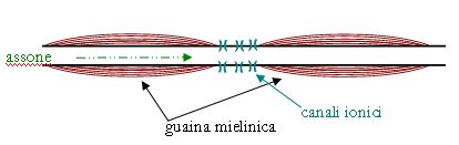 File:Guainanodoranvier.jpg