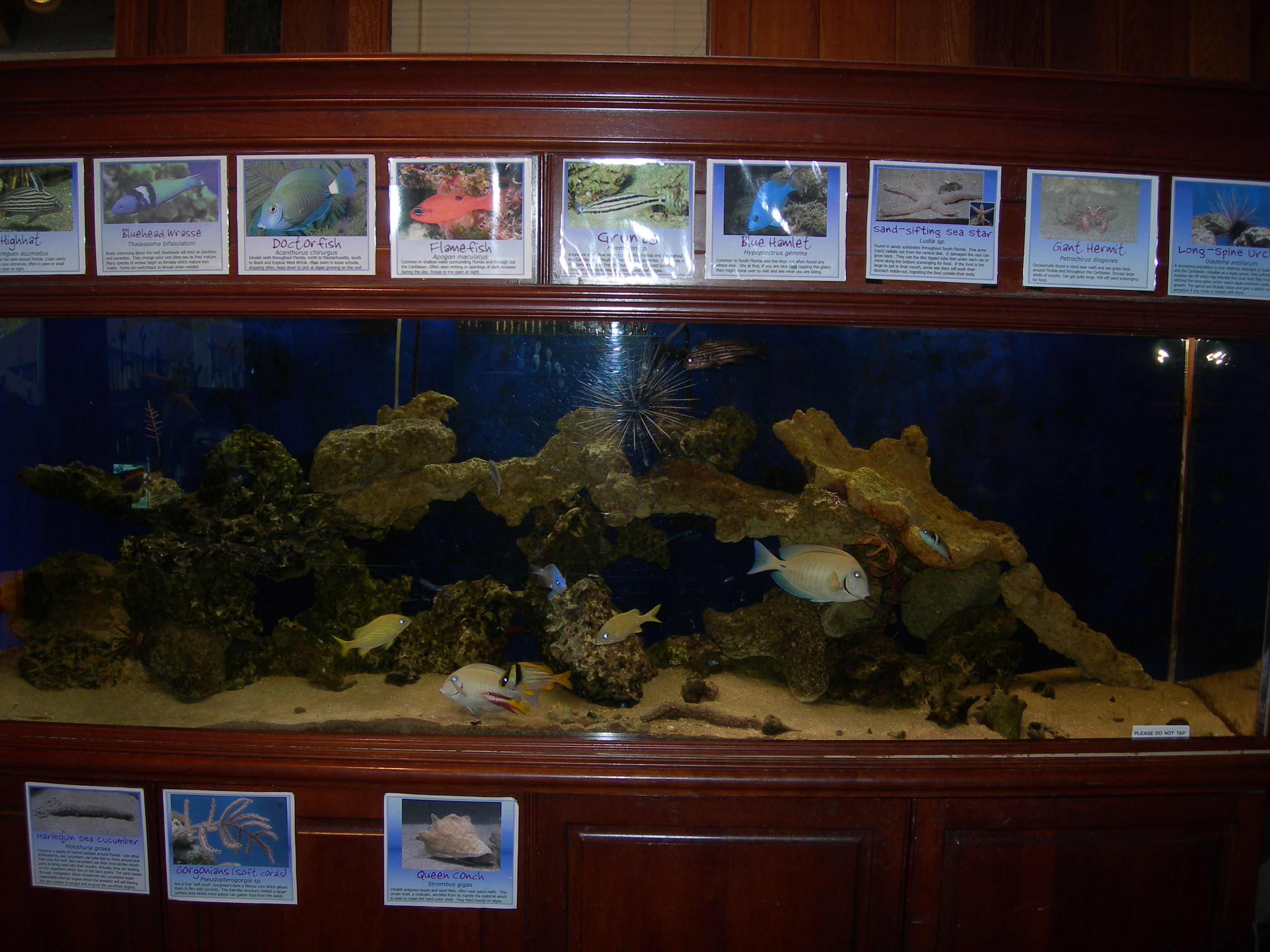 https://upload.wikimedia.org/wikipedia/commons/7/7e/Gumbo-limbo-fish-tank.jpg