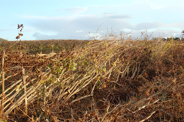 File:Hedgelaying in progress by the Fosse Way, Offchurch - geograph.org.uk - 1567294.jpg