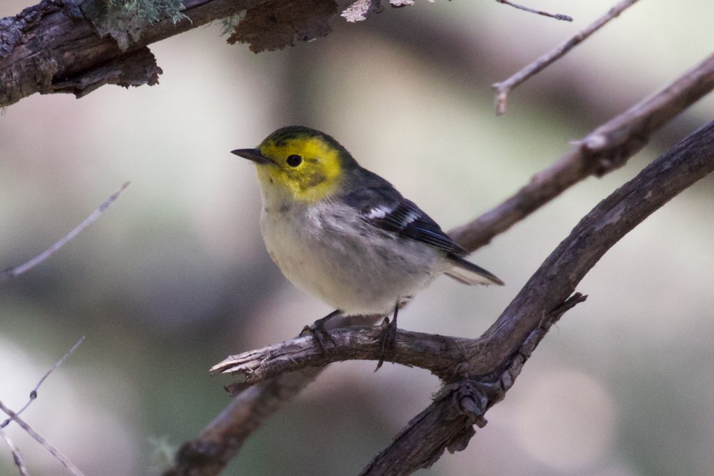 Hermit Warbler - Rustler Park - Cave Creek - AZ - 2015-08-16at10-14-226 (21625925422).jpg