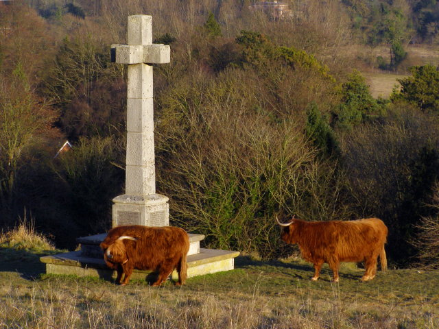 File:Highland cattle on Shawford Down - geograph.org.uk - 1115253.jpg