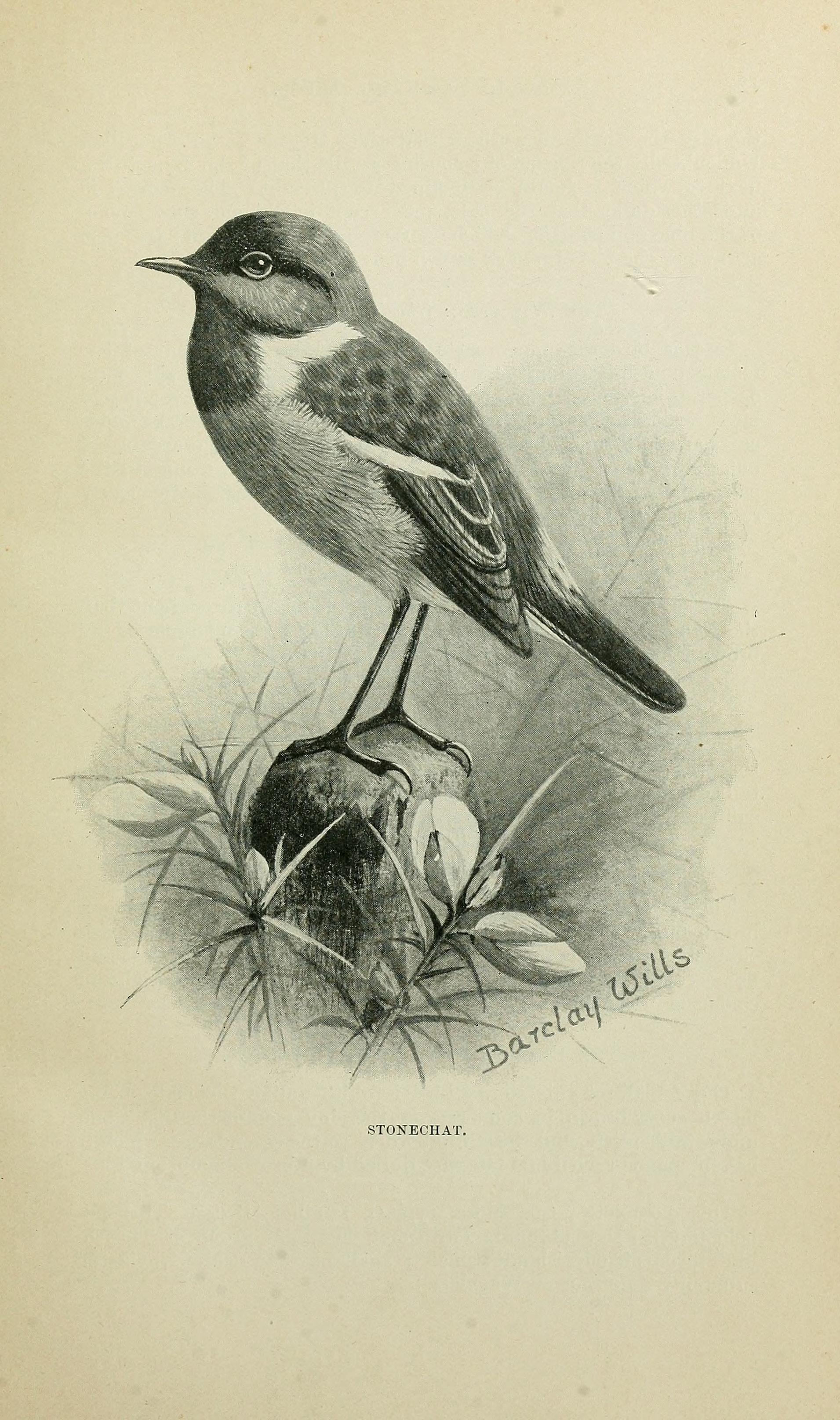 File:How to sex cage birds (British and foreign) (1907) (14565699310).jpg - Wikimedia Commons