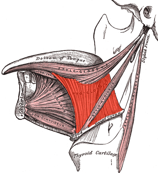 Musculus hyoglossus