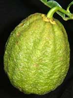 File:Ichangfruit.jpg