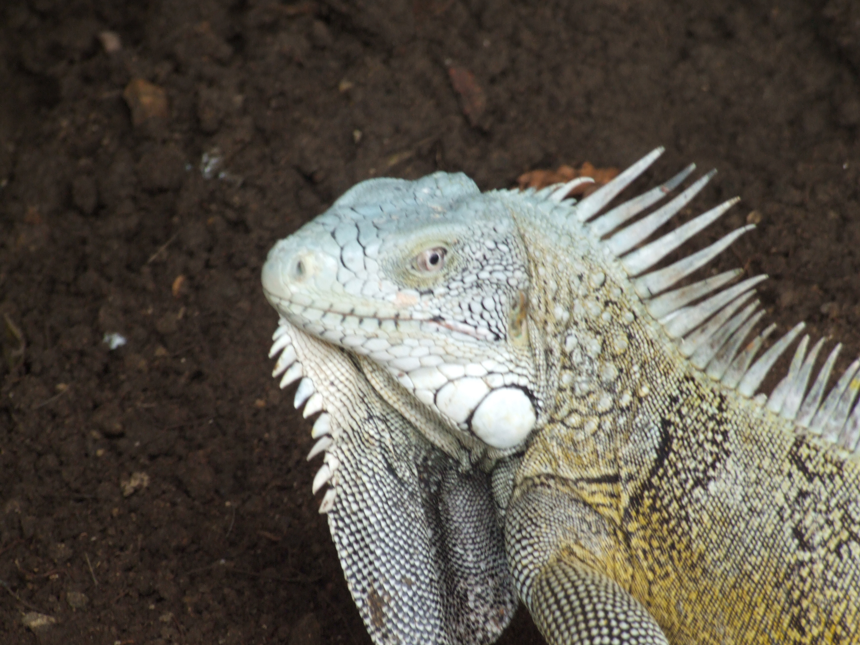 iguana white