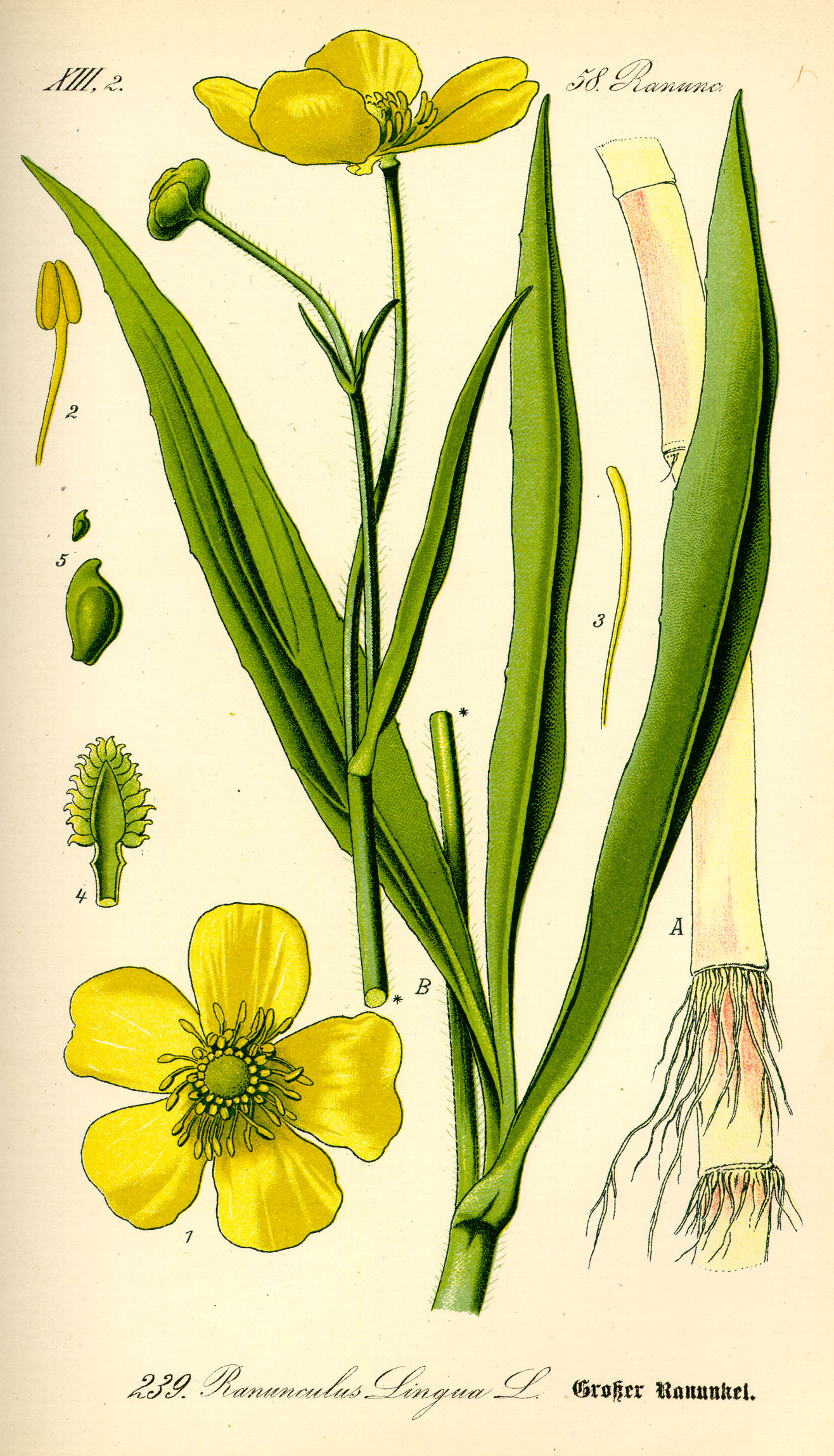 Bouton d'or (Ranunculus repens), jolie mauvaise herbe