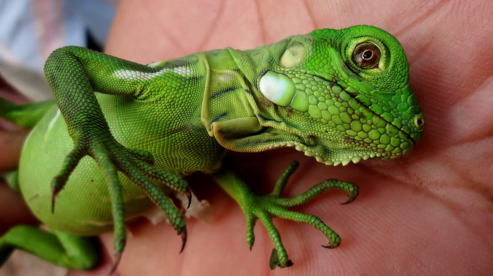 Juvenile Green Iguana Atlantic Forest Northeastern Bahia Brazil