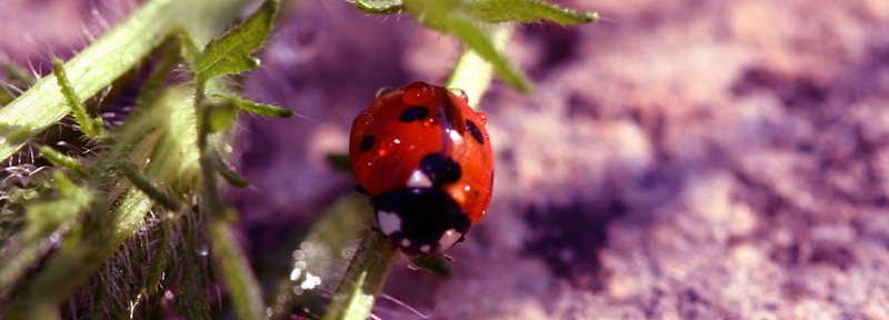 File:Lady butterfly by Rosier.jpg