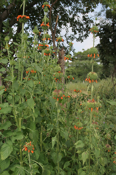 File:Leonotis nepetifolia (Deepmal) in Narshapur, AP W IMG 1166.jpg