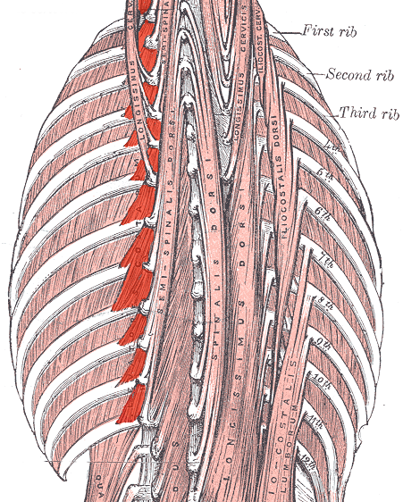 File:Levatores costarum.png