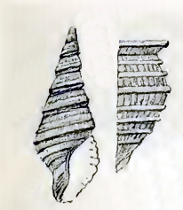 <i>Mangelia cingulata</i> Species of gastropod