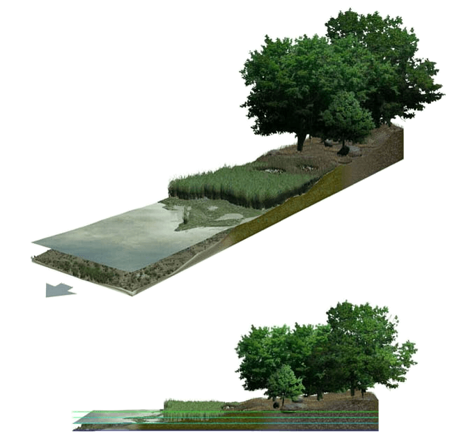 Labeled illustration of a salt marsh at mean tide, from isometric and side perspectives