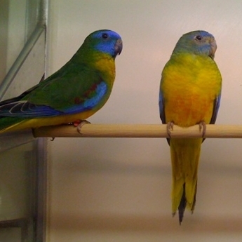 File:Neophema pulchella -pet shop -6a-3c.jpg