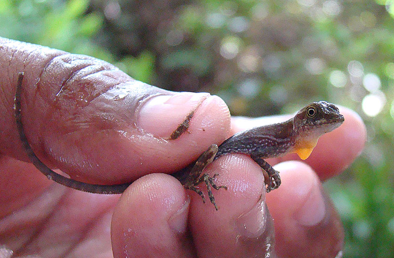 File:Norops oxylophus or N. lionotus (8771201656).jpg