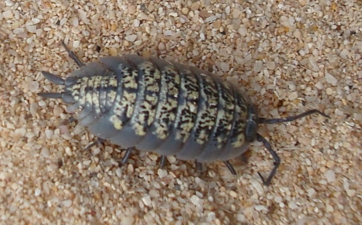 File:Oniscidea - Porcellio spinipes (dark).jpg