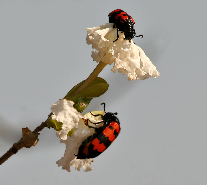 File:Orange Blister Beetle (Mylabris pustulata) on Dolichandrone falcata flower W IMG 7431.jpg