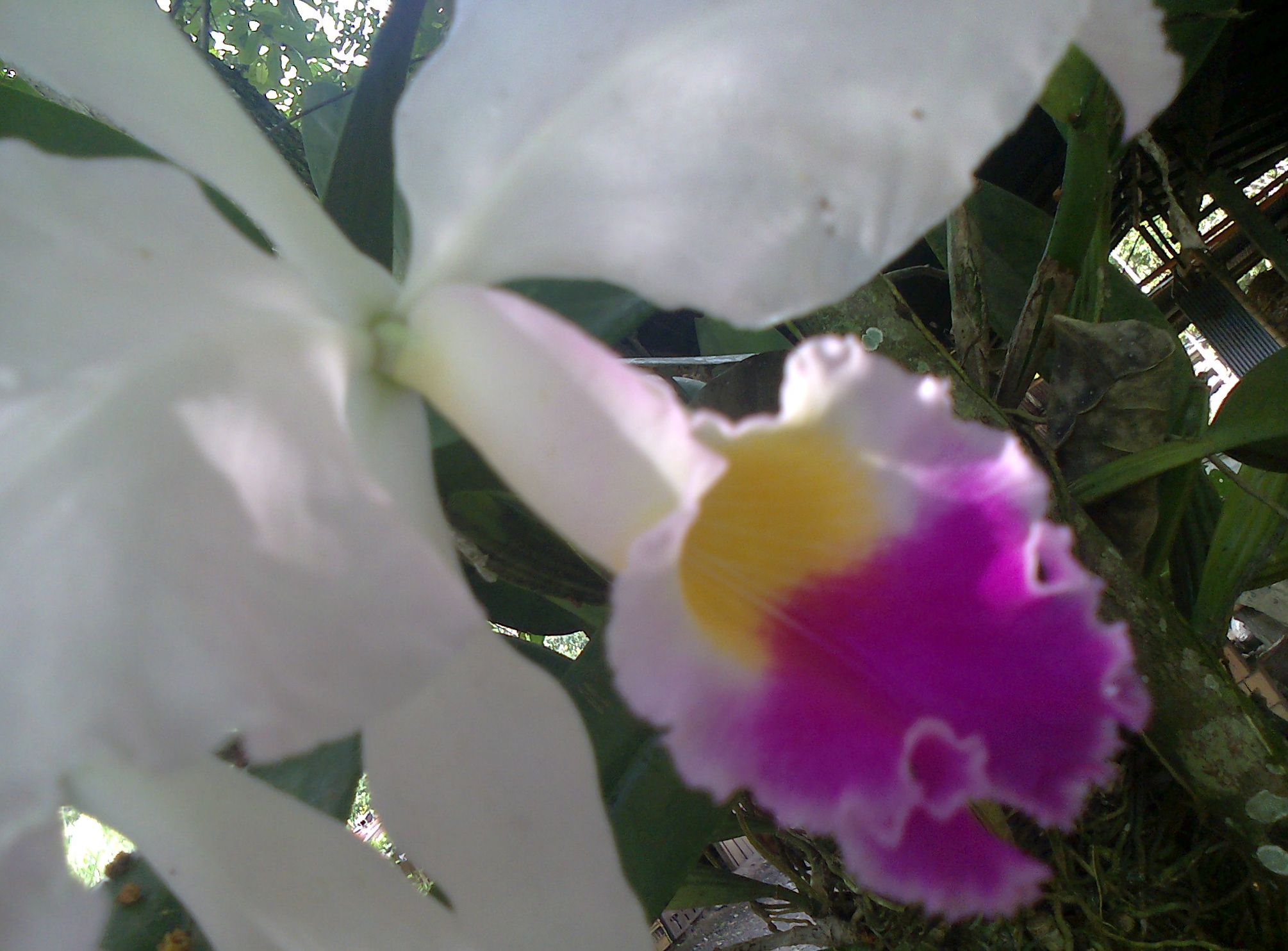 File:Orquidea  - Wikimedia Commons