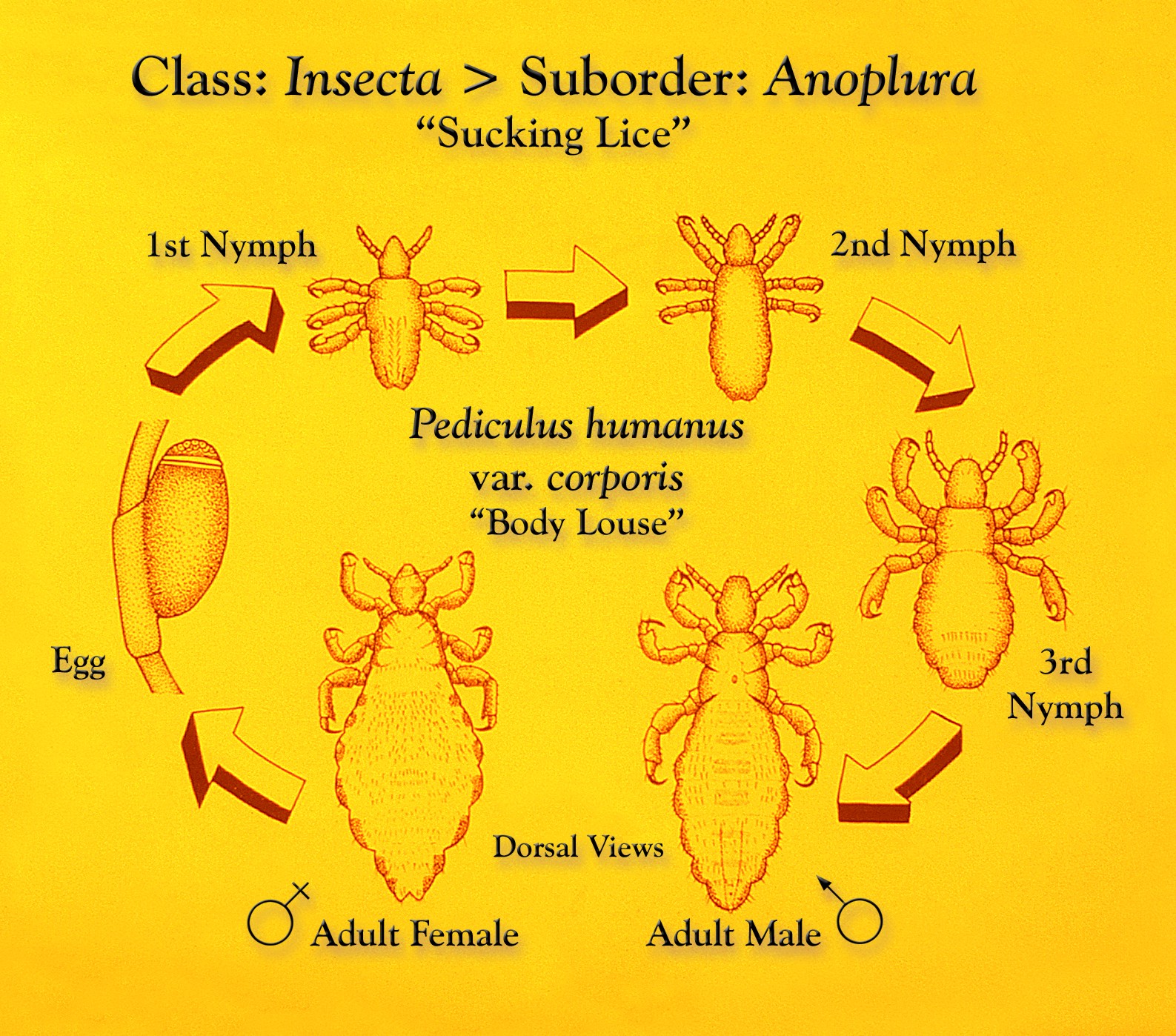 Fases do desenvolvemento de P. h. corporis.