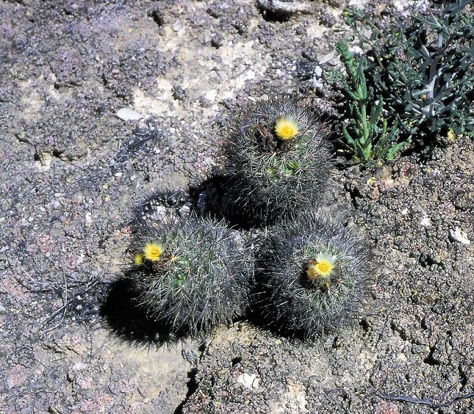 File:Pediocactus sileri fh 0203 UT BBB.jpg