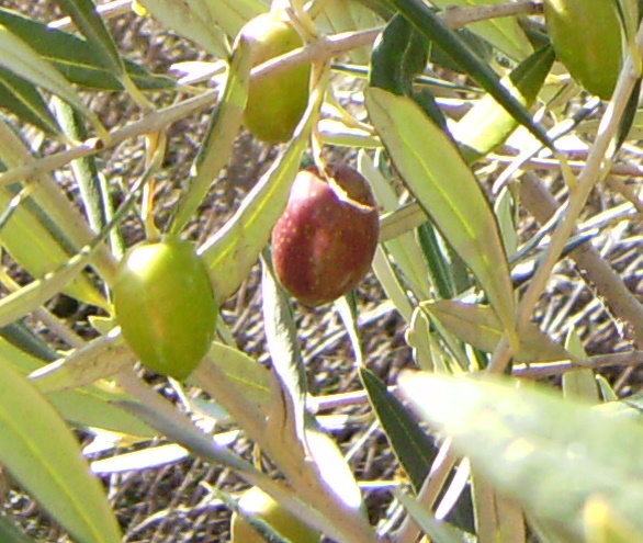 Olive - Wikipedia