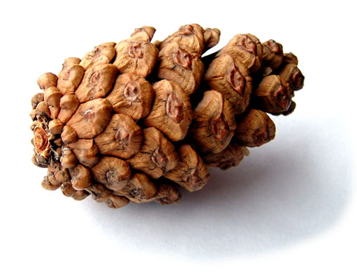 File:Pinus nigra cone, cultivated, Birmingham, UK (11015553).jpg