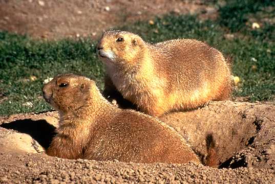 File:Prairie-dog1.jpg