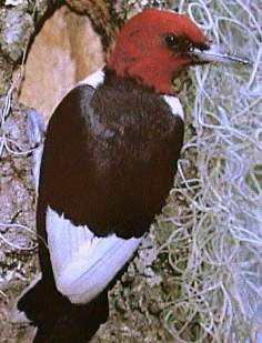 File:RedheadedWoodpecker23.jpeg