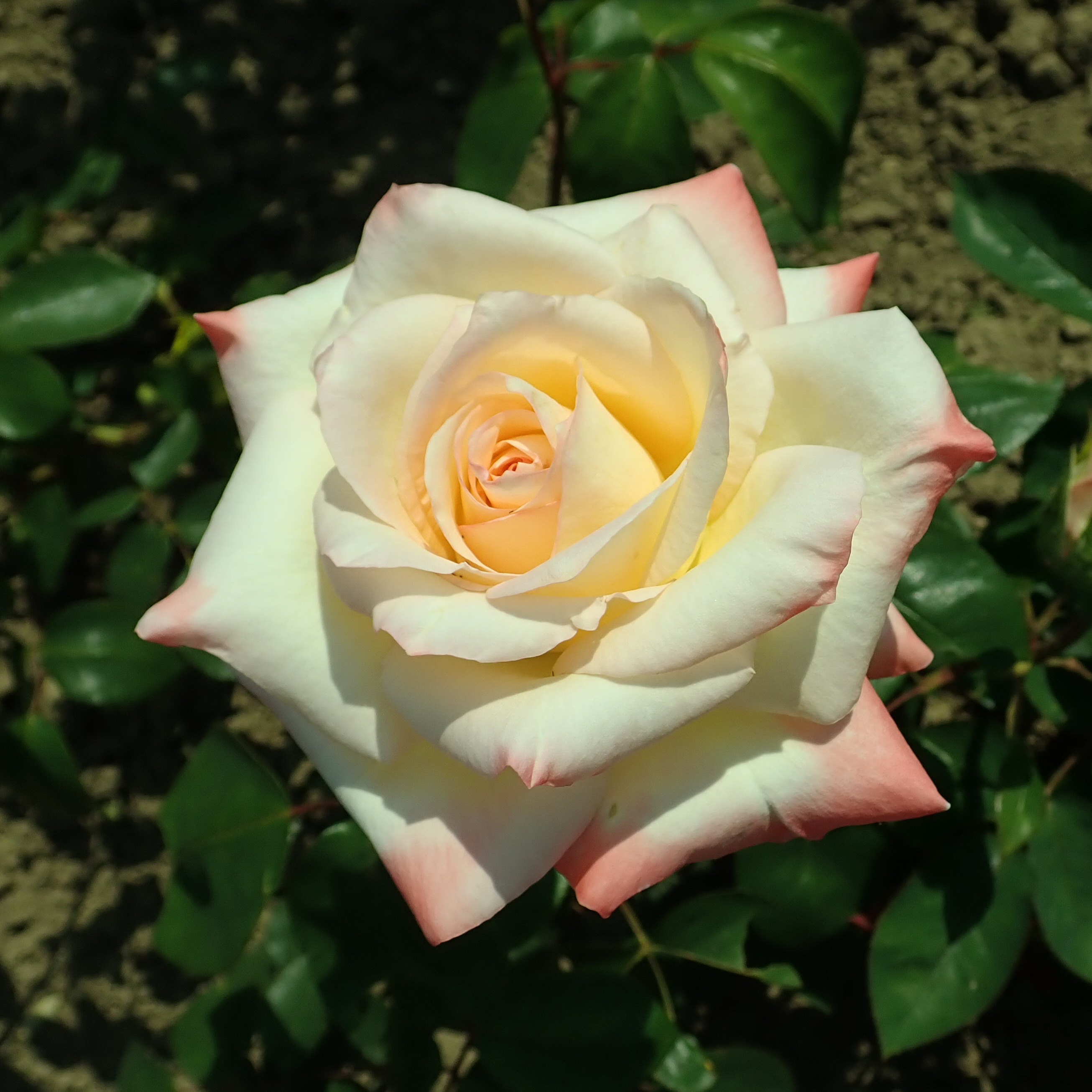 Hybrid tea rose - Wikipedia