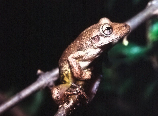 File:Scinax hayii.jpg