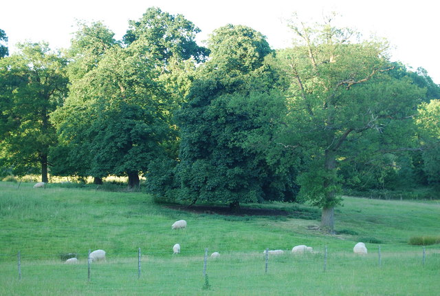 File:Sheep grazing near Romshed Farm (2) - geograph.org.uk - 1372215.jpg