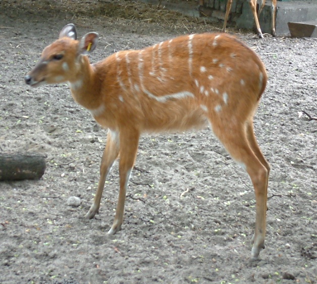 File:Sitatunga Tragelaphus spekei gratus RB2.jpg