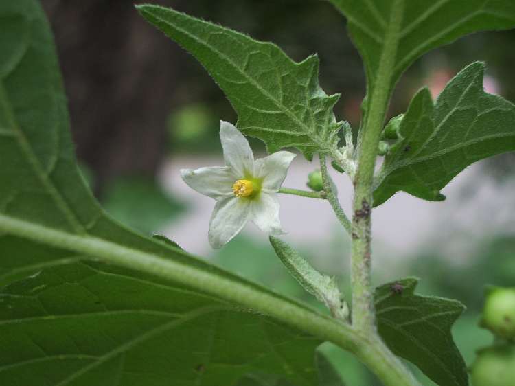 File:Solanum nigrum flower.jpg