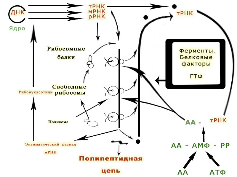 File:The role of different types of RNA in the synthesis of protein. (by Watson).png