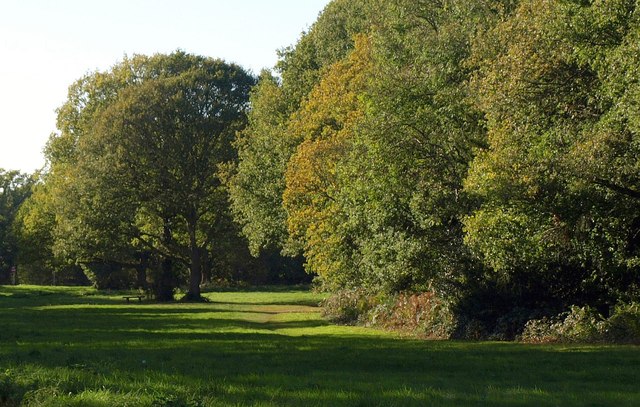 Trees on Coulsdon Common - geograph.org.uk - 2662343