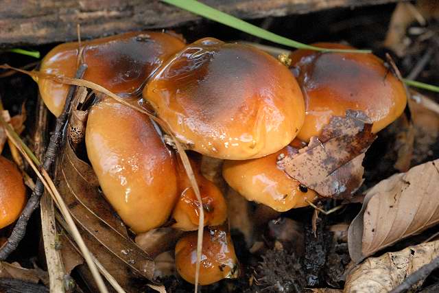 File:Tricholoma.ustale3.-.lindsey.jpg