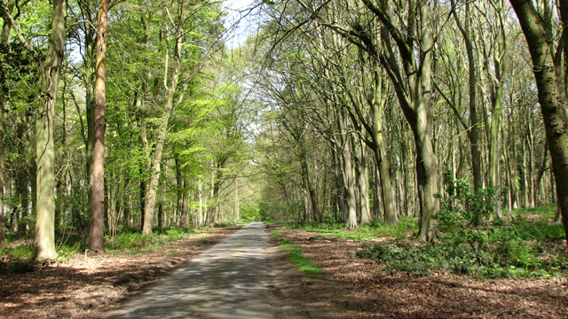 File:Unnamed lane through Baker's Belt - geograph.org.uk - 4937728.jpg