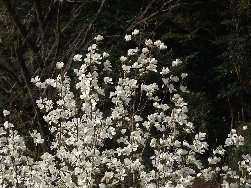 370×545額装サイズ早春ーコブシの花咲くころ