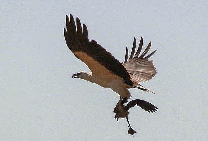 File:White-bellied Sea eagle captured Lesser Whistling Duck in Sri Lanka.jpg