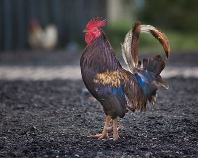 File:Wild Rooster in Ybor City.jpg