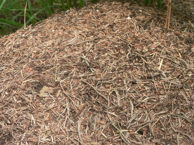 File:Wood ants' nest - close-up - geograph.org.uk - 823233.jpg