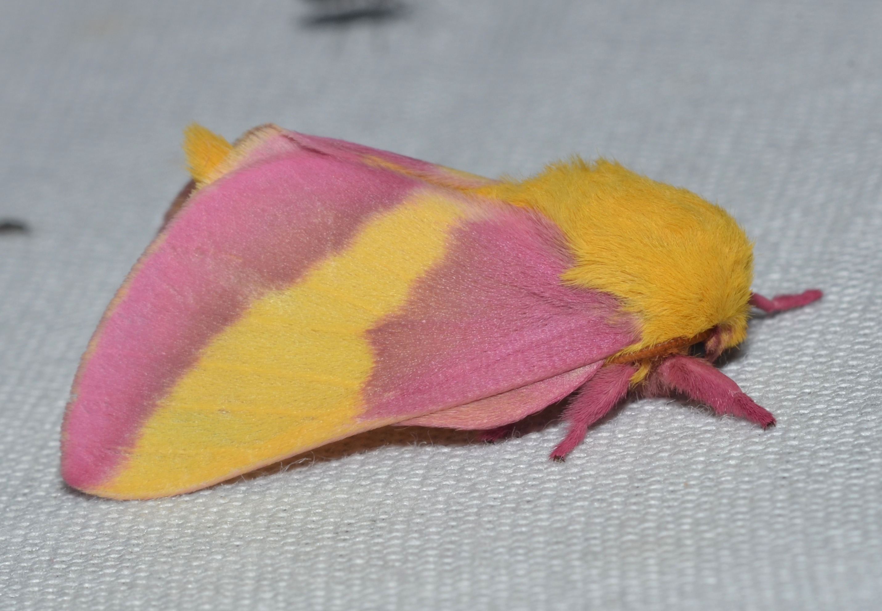 Мотылечек. Rosy Maple Moth. Dracanda rubicunda. Dryocampa rubicunda перевод на русс.