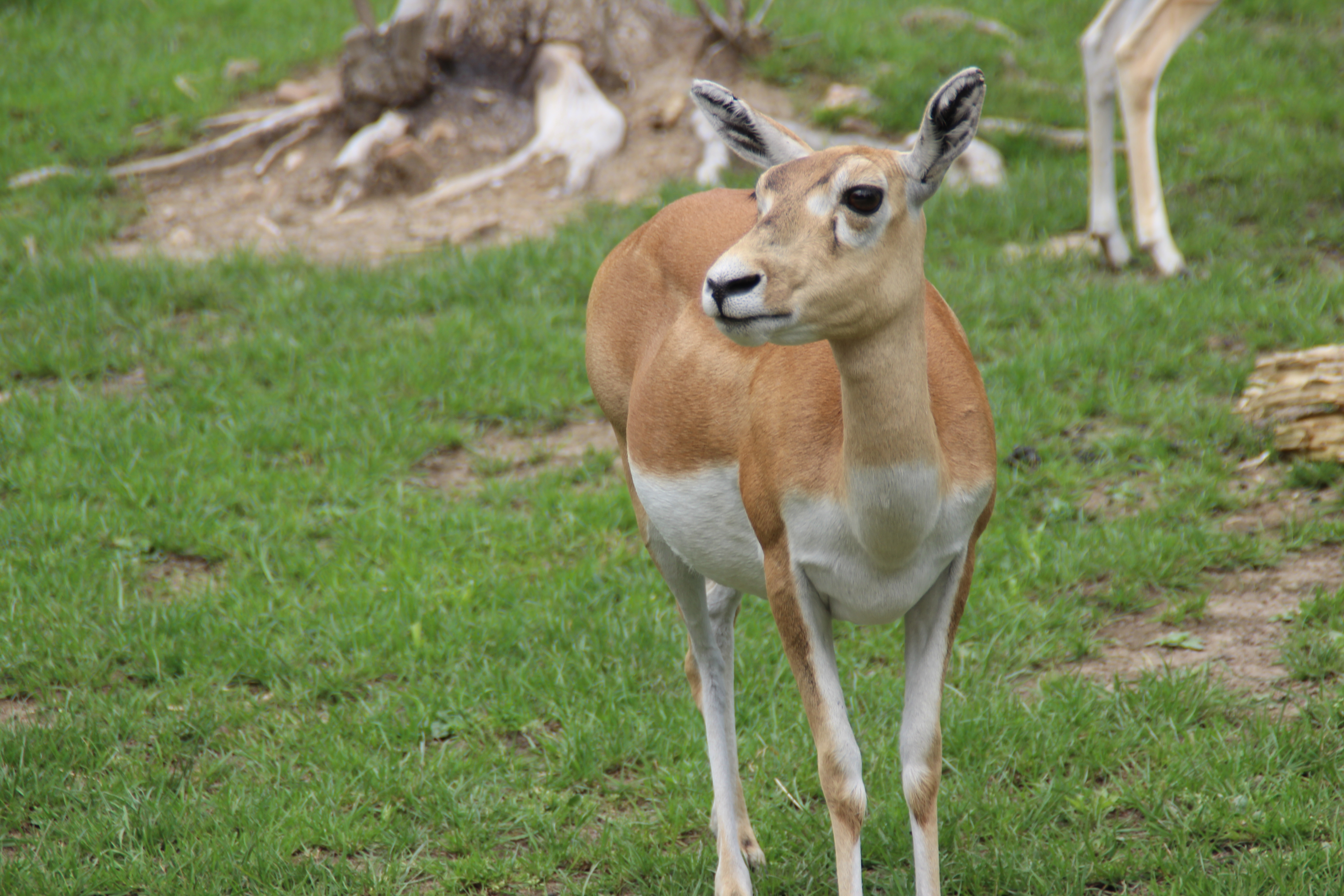 Stand animal. Bovidae.